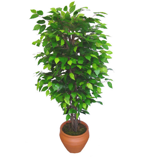 Ficus Benjamin 1,50 cm   Ar anneler gn iek yolla 