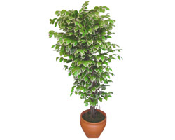 Ficus zel Starlight 1,75 cm   Ar cicek , cicekci 