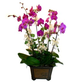  Ar cicek , cicekci  4 adet orkide iegi