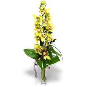  Ar nternetten iek siparii  cam vazo ierisinde tek dal canli orkide
