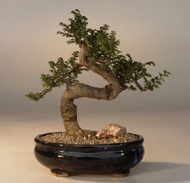 ithal bonsai saksi iegi  Ar 14 ubat sevgililer gn iek 