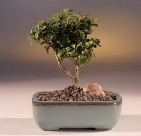 Ar iek yolla  ithal bonsai saksi iegi  Ar internetten iek sat 