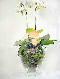  Ar iek sat  Cam yada mika vazoda zel orkideler