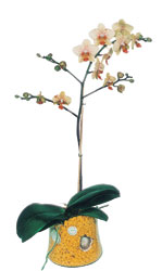 Ar online iek gnderme sipari  Phalaenopsis Orkide ithal kalite