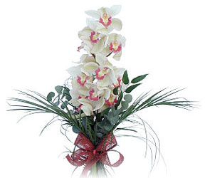  Ar iek siparii sitesi  Dal orkide ithal iyi kalite