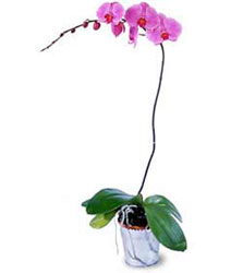  Ar cicekciler , cicek siparisi  Orkide ithal kaliteli orkide 