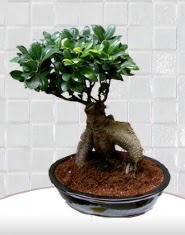 saks iei japon aac bonsai  Ar kaliteli taze ve ucuz iekler 