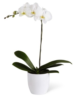 1 dall beyaz orkide  Ar 14 ubat sevgililer gn iek 