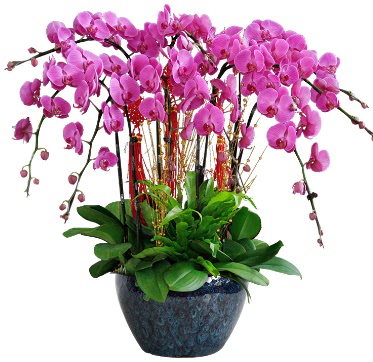 9 dallı mor orkide  Ağrı 14 şubat sevgililer günü çiçek 