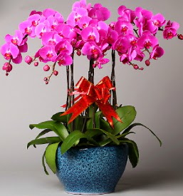 7 dall mor orkide  Ar iek online iek siparii 