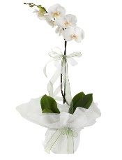 1 dal beyaz orkide iei  Ar iek siparii vermek 