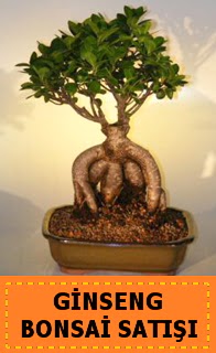 Ginseng bonsai sat japon aac  Ar cicek , cicekci 