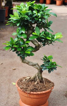 Orta boy bonsai saks bitkisi  Ar internetten iek siparii 