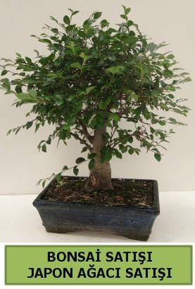 Minyatr bonsai japon aac sat  Ar iek gnderme sitemiz gvenlidir 