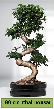 80 cm özel saksıda bonsai bitkisi  Ağrı çiçekçi telefonları 