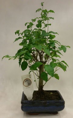Minyatr bonsai japon aac sat  Ar ieki telefonlar 