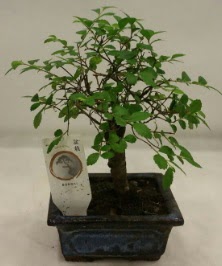 Minyatr ithal japon aac bonsai bitkisi  Ar iek sat 