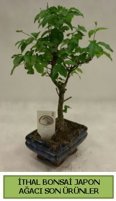 thal bonsai japon aac bitkisi  Ar hediye sevgilime hediye iek 