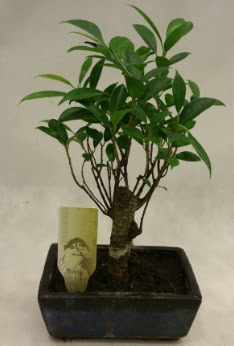 Japon aac bonsai bitkisi sat  Ar ieki telefonlar 