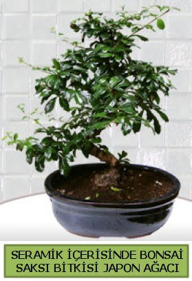 Seramik vazoda bonsai japon aac bitkisi  Ar iek siparii sitesi 