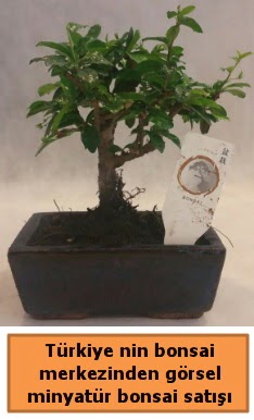 Japon aac bonsai sat ithal grsel  Ar iek yolla 