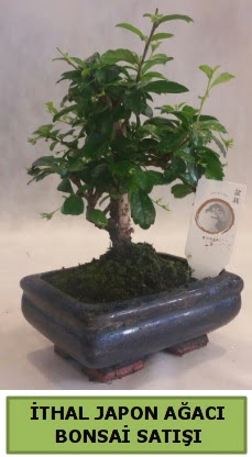 thal japon aac bonsai bitkisi sat  Ar ieki telefonlar 