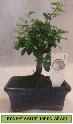 Minyatr bonsai aac sat  Ar iek gnderme 