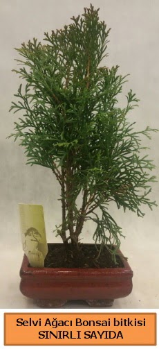Selvi aac bonsai japon aac bitkisi  Ar iek sat 