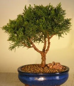 Servi am bonsai japon aac bitkisi  Ar iek yolla 