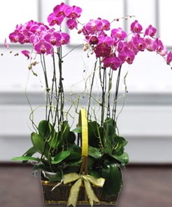 7 dall mor lila orkide  Ar iek gnderme sitemiz gvenlidir 