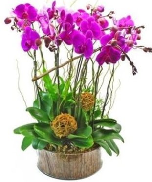 Ahap ktkte lila mor orkide 8 li  Ar internetten iek sat 