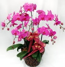 Sepet ierisinde 5 dall lila orkide  Ar ucuz iek gnder 