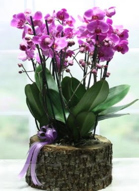 Ktk ierisinde 6 dall mor orkide  Ar ucuz iek gnder 