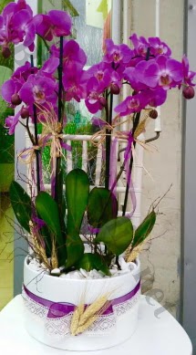 Seramik vazoda 4 dall mor lila orkide  Ar online iek gnderme sipari 