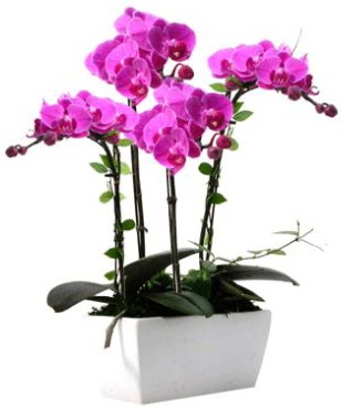 Seramik vazo ierisinde 4 dall mor orkide  Ar iek sat 