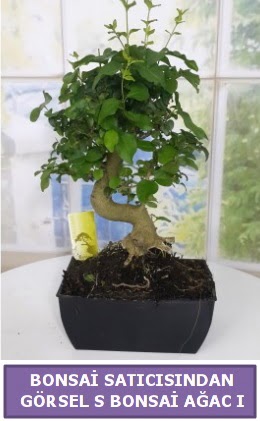S dal erilii bonsai japon aac  Ar iek sat 