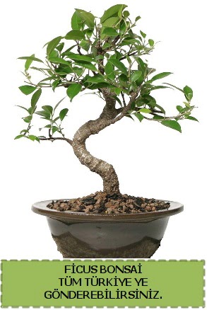 Ficus bonsai  Ar iek gnderme sitemiz gvenlidir 