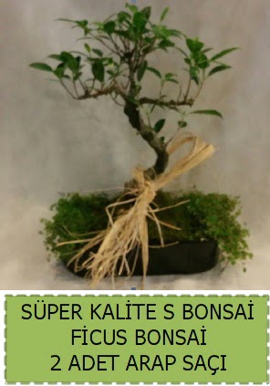 Ficus S Bonsai ve arap saçı  Ağrı çiçekçi telefonları 
