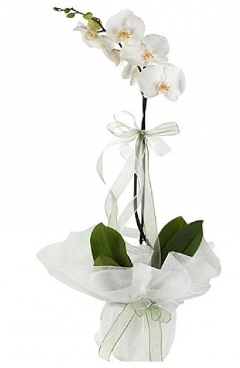 Tekli Beyaz Orkide  Ar hediye iek yolla 