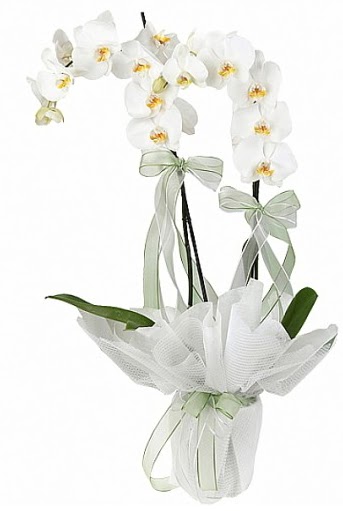 ift Dall Beyaz Orkide  Ar anneler gn iek yolla 