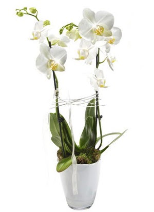 2 dall beyaz seramik beyaz orkide sakss  Ar iek gnderme sitemiz gvenlidir 