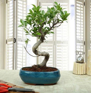 Amazing Bonsai Ficus S thal  Ar internetten iek siparii 