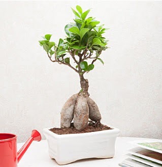 Exotic Ficus Bonsai ginseng  Ar iek servisi , ieki adresleri 