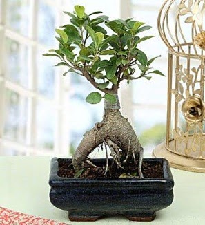 Appealing Ficus Ginseng Bonsai  Ar anneler gn iek yolla 