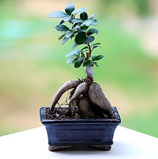 Marvellous Ficus Microcarpa ginseng bonsai  Ar iek siparii vermek 