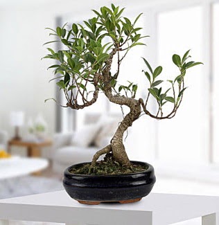 Gorgeous Ficus S shaped japon bonsai  Ar yurtii ve yurtd iek siparii 