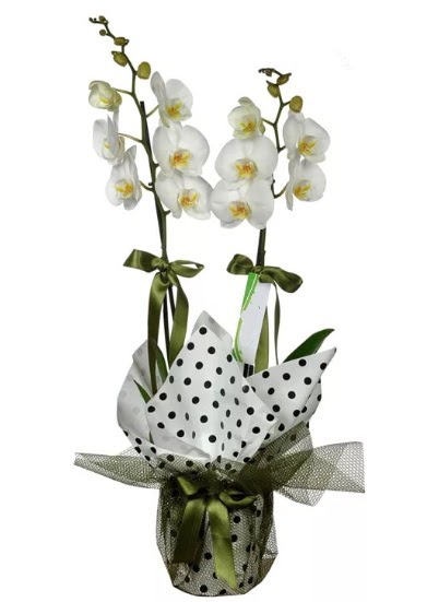 ift Dall Beyaz Orkide  Ar 14 ubat sevgililer gn iek 