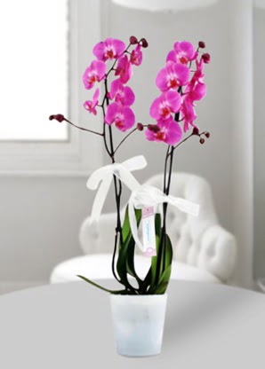 Çift dallı mor orkide  Ağrı çiçekçiler 