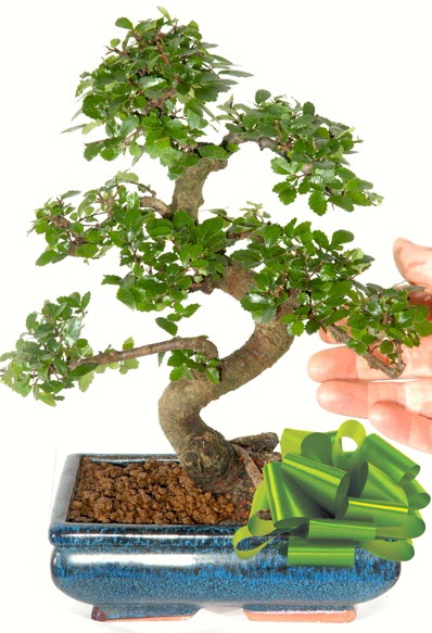 Yaklak 25 cm boyutlarnda S bonsai  Ar iek siparii sitesi 