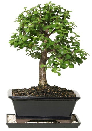 15 cm civar Zerkova bonsai bitkisi  Ar iek siparii sitesi 